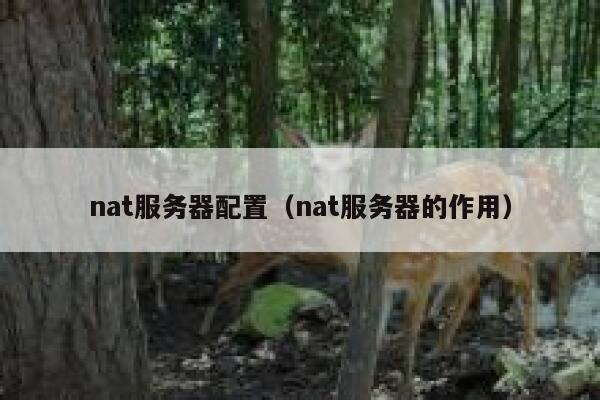 nat服务器配置（nat服务器的作用） 第1张